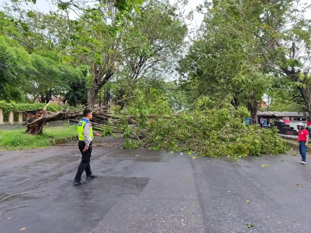 pohon tumbang gatot subroto pohon tumbang gatot subroto