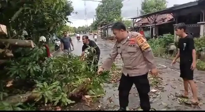 pohon tumbang di jalan mundu arjawinangun di kedokanbunder