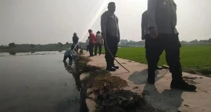 polsek kedokanbunder bantu petani basmi tikus