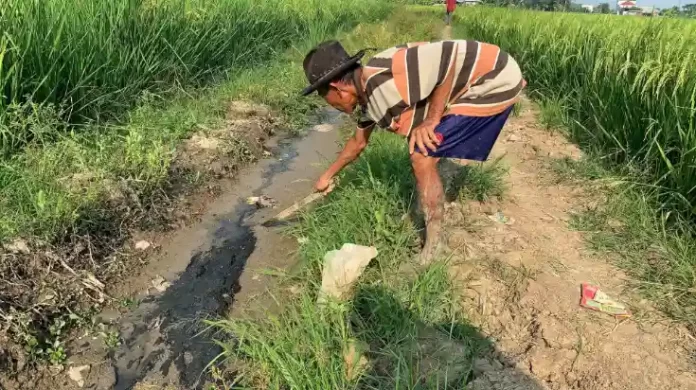 petani di sudimampir nyaris gagal panen akibat kotoran sapi