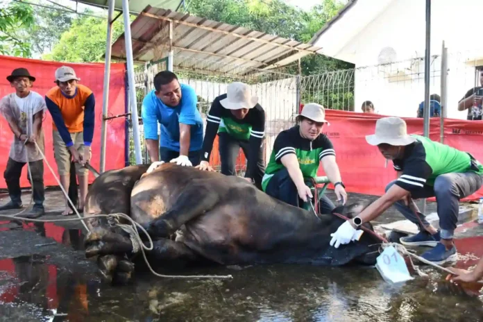 pertamina balongan qurban