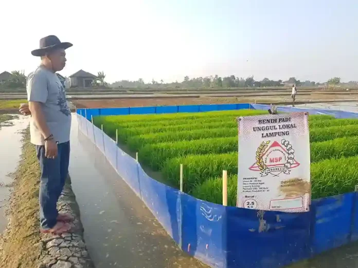 padi msp edi fauzi padi msp edi fauzi